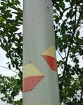 Geel rood