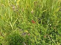 Vlinder