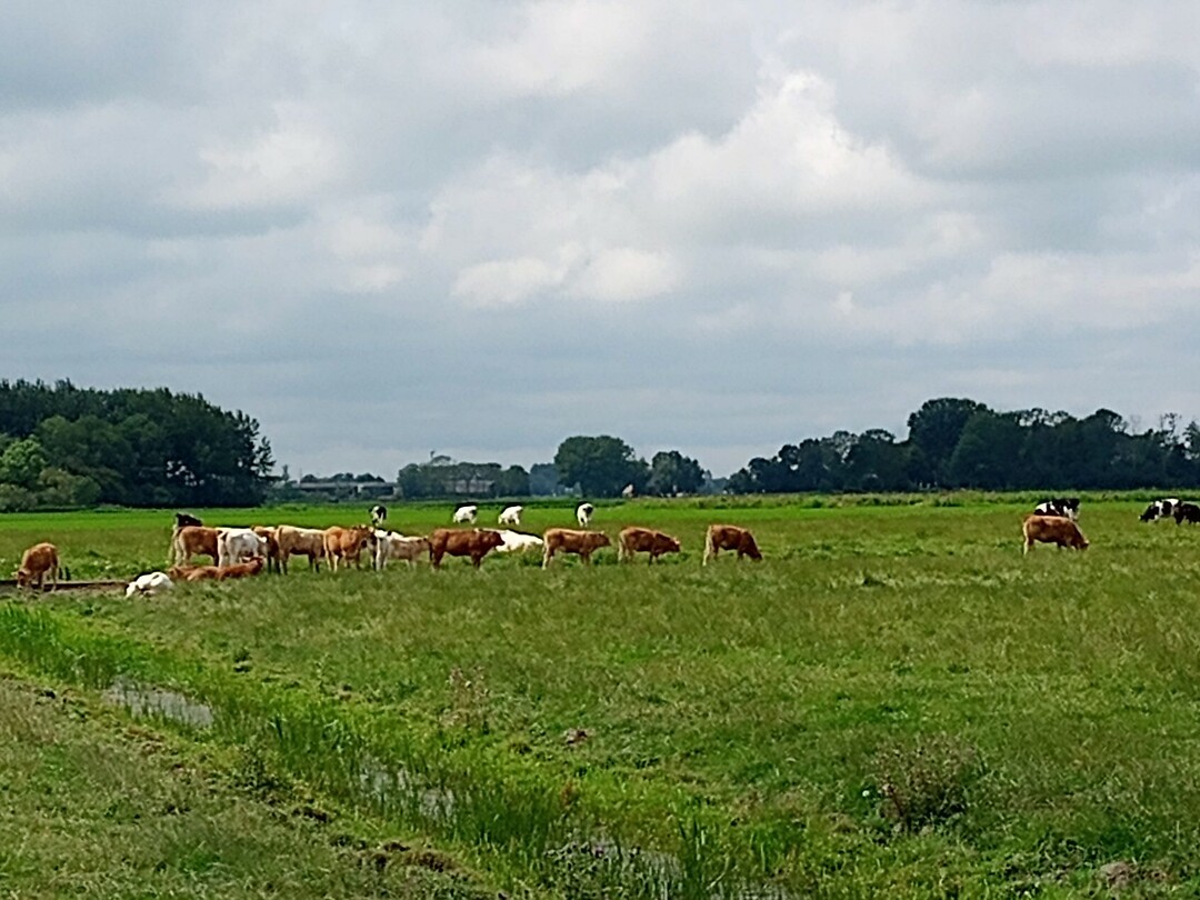Koeien in de wei