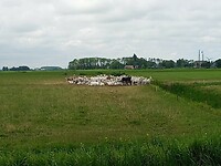 Geitjes in de wei
