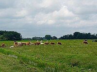 Uitzicht en koeien in de wei