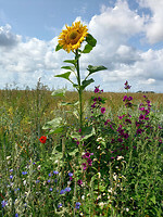 Zoonebloem