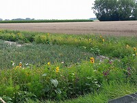 Bloemenrand langs akkerbouw