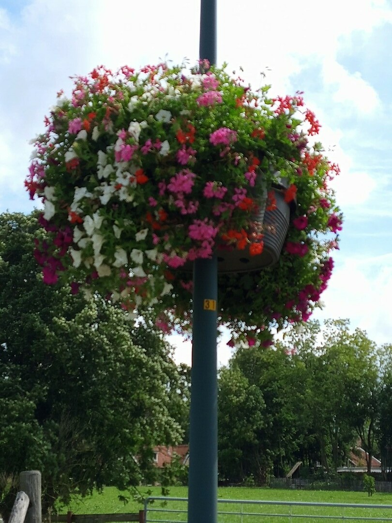Skingen hanging baskets