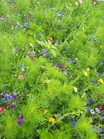 Bloemen