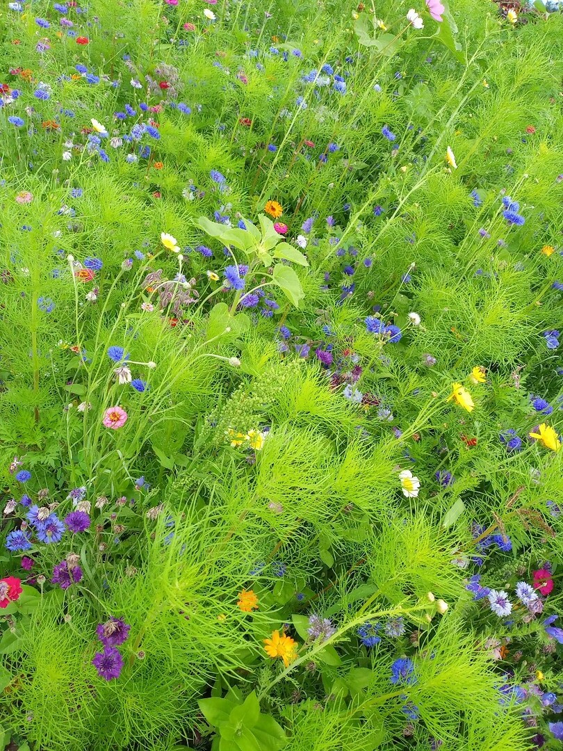 Bloemen