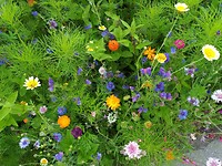 Bloemen voortuin