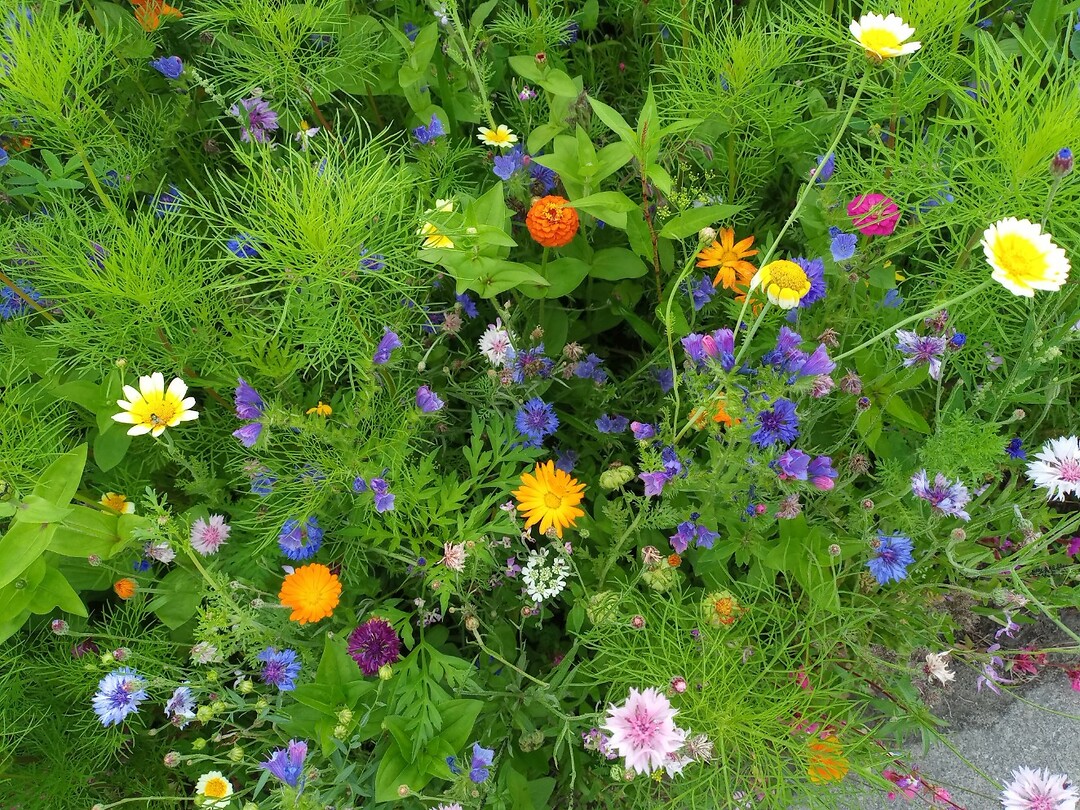 Bloemen voortuin