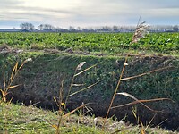 Draden aan riet