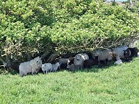 Schapen