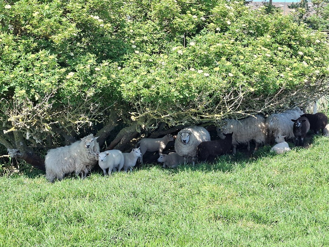 Schapen