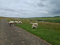 Schapen