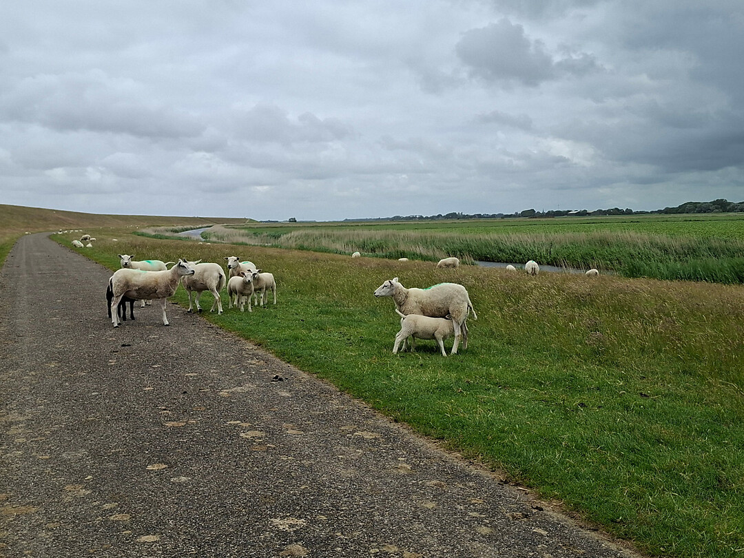 Schapen