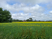 Geel veld