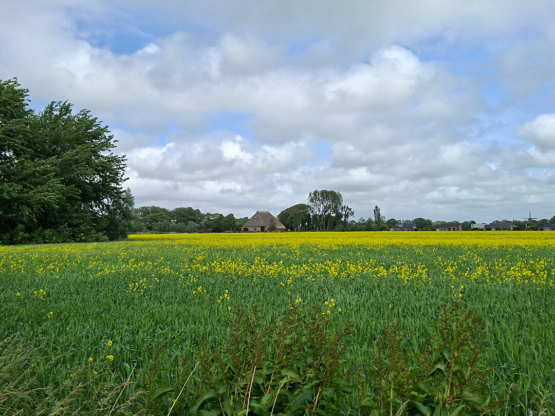 Geel veld