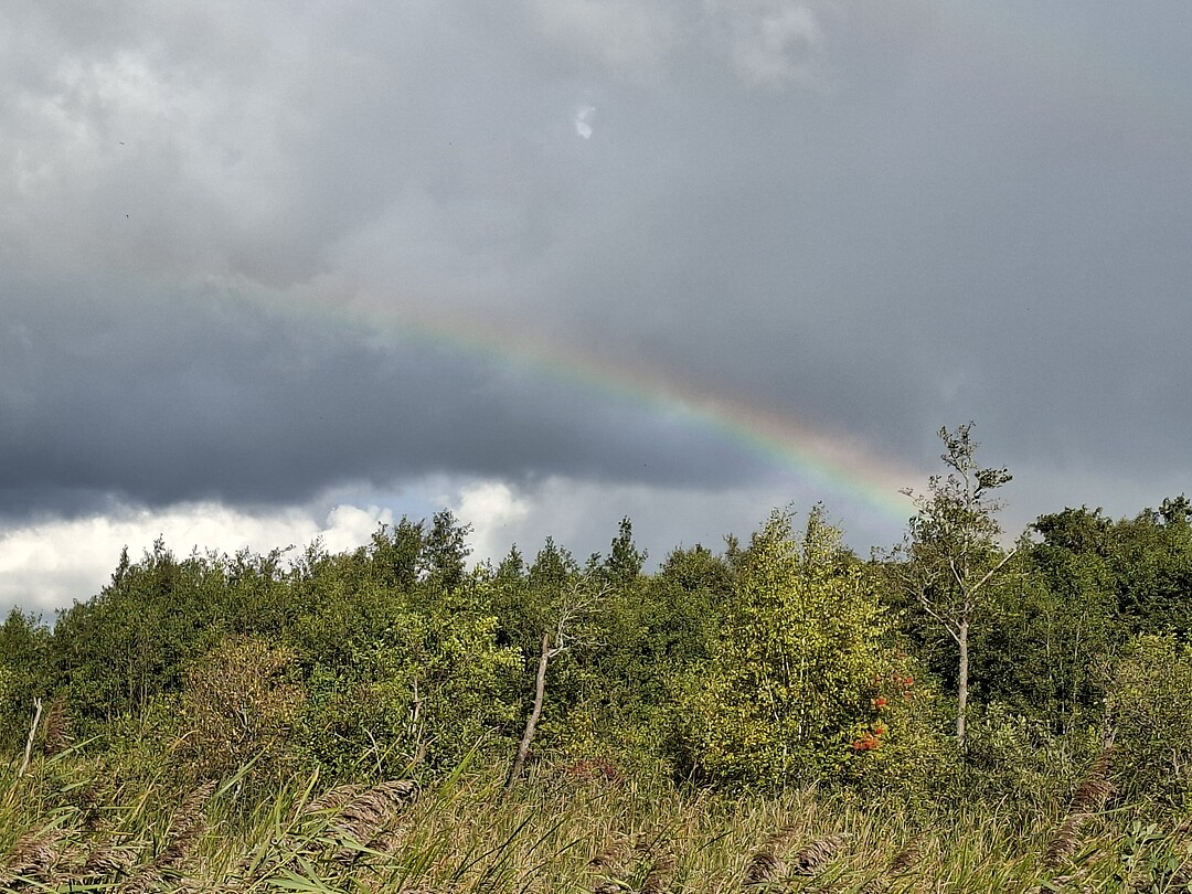 Regenboog Weerribben