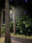 Kamperen in het bos