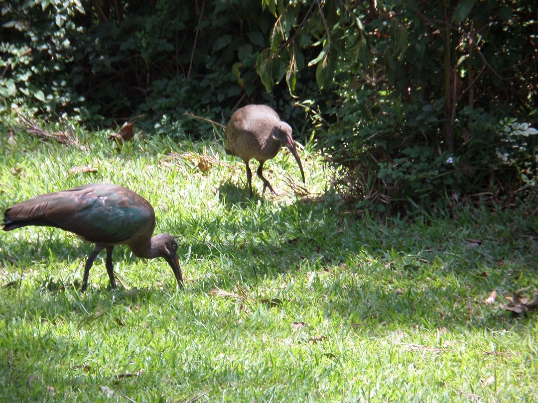 Vogels In De Tuin Foto Ber En Annemie