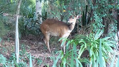 Bambi