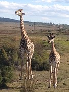 Girafjes