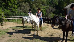 Knol wil niehh..