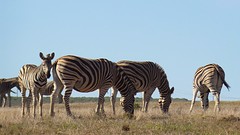 Zebraatjes