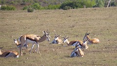 Springbokjes