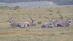 Antilopen