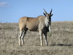 Koedoe