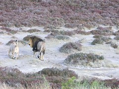 pappa en mamma