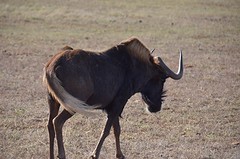 Gnu