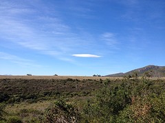 Lenticularis
