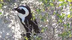 Boulders Beach