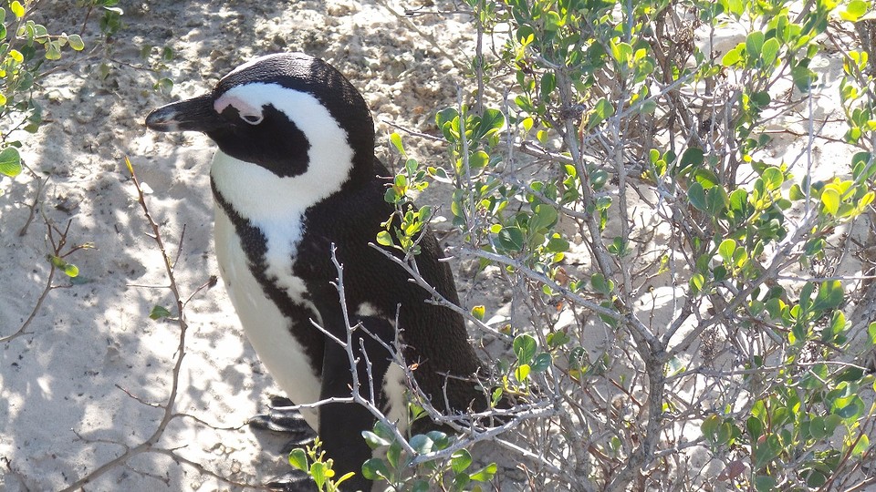 Boulders Beach