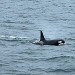 Orka
