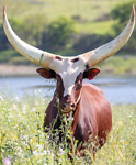 Longhorn