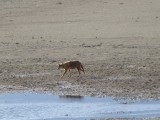 Coyote bij het zoutmeer