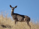 San Luis Reservoir