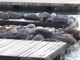 De zeeleeuwen hebben hun slaapplekje langs Pier 39 al opgezocht
