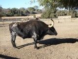 Longhorn rund (werd gehouden door de missiepost)