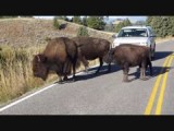 Bisons op de weg