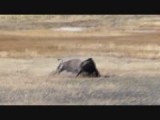 Vechtende bisons in Yellowstone