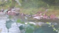 Spelend ijsberenjong in het berenpark van Orsa.