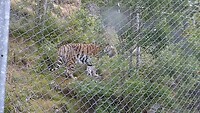 Syberische tijger in berenpark.