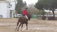 Ruiter in El Rocío
