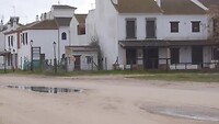 Kudde koeien in El Rocío