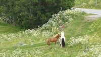 Paardenplezier II