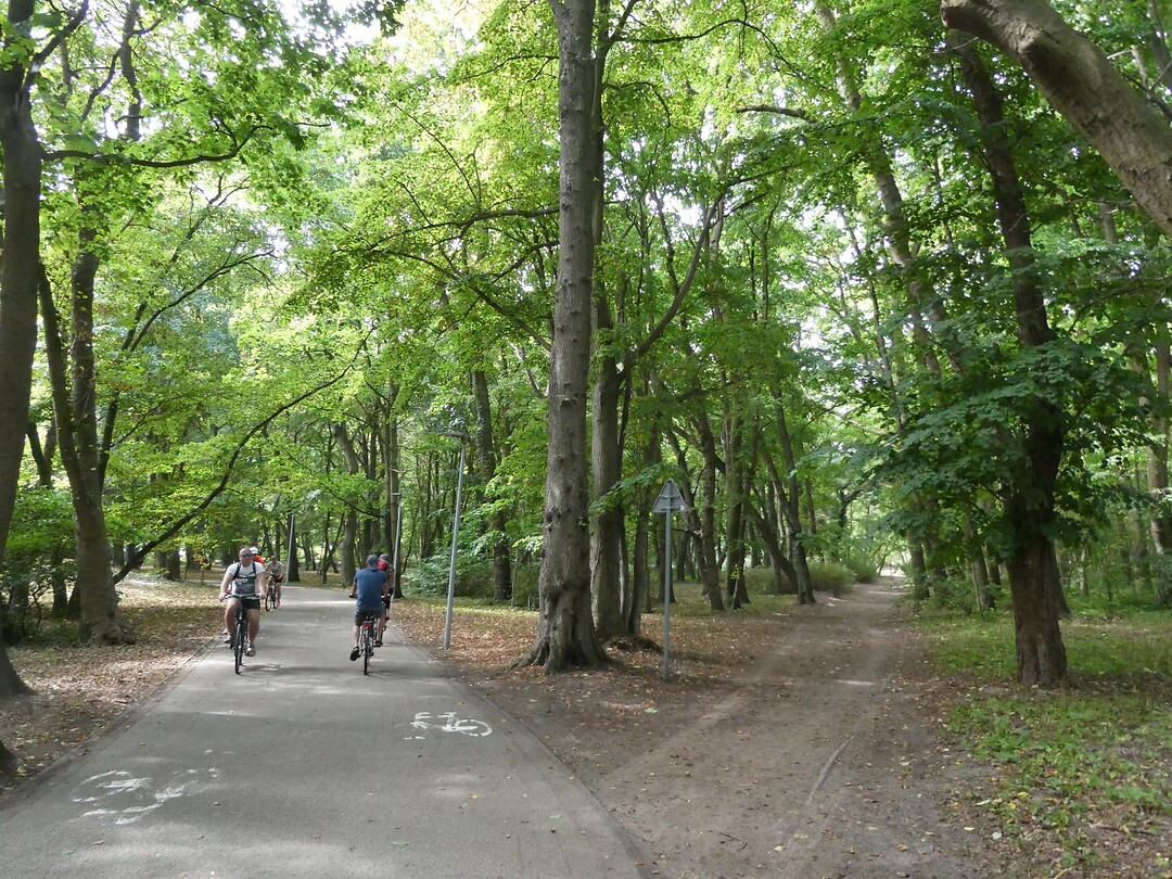 Beuken en kastanjebomen pal langs de kust.