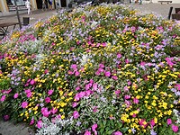 Mooie bloemen