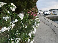 Witte, roze en rode oleanders in overvloed.